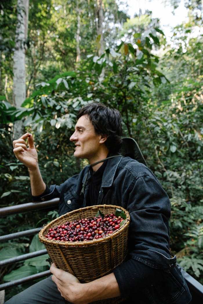 A farmer inspecting freshly picked coffee cherries in a lush plantation.